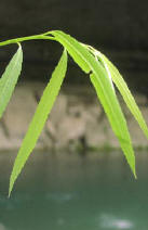 Salix nigra leaves1.jpg (34785 bytes)